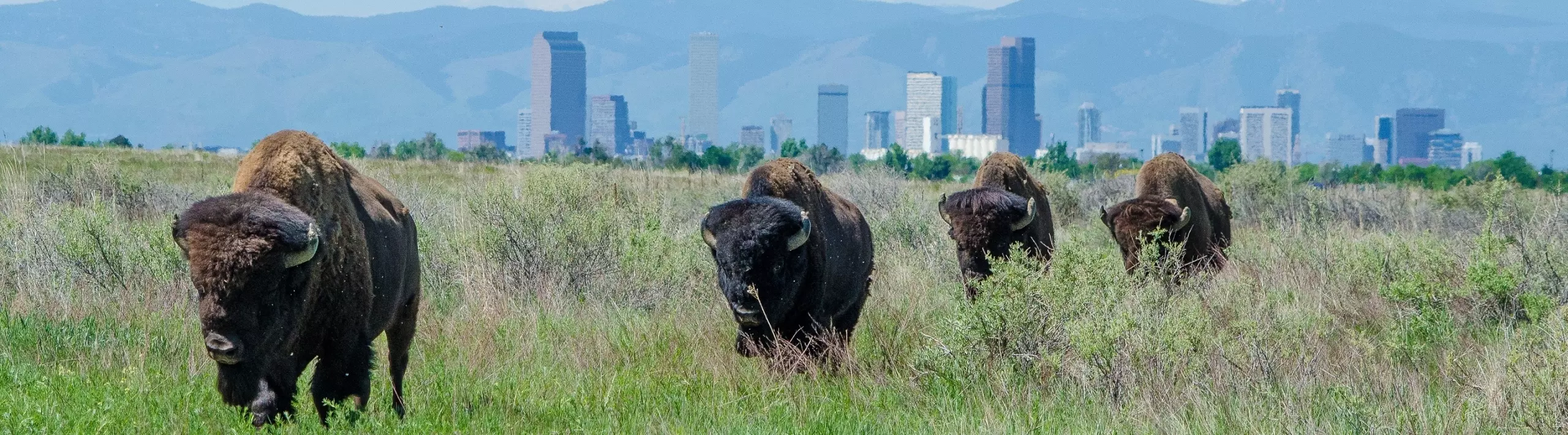 Rocky Mountain Arsenal NWR Rocky Mountain Arsenal NWR