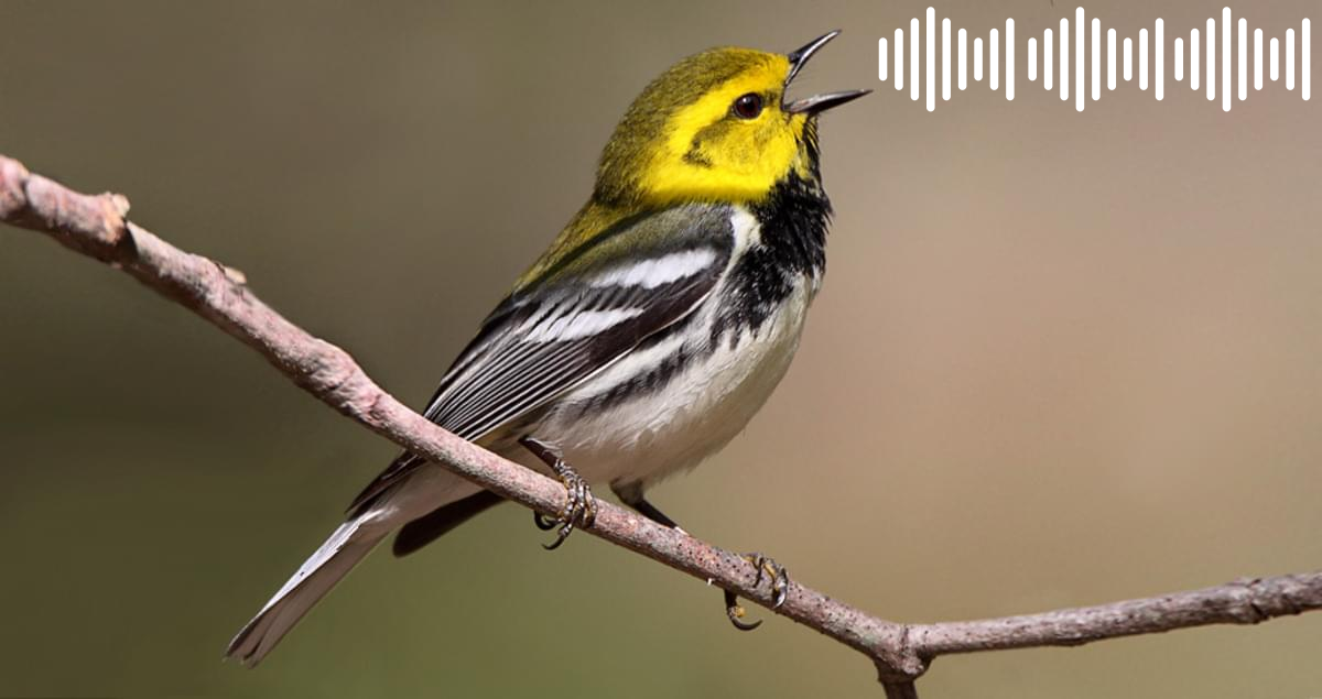 Audio Birding